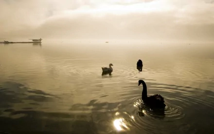 Animal swan HD Desktop Wallpaper | Background Image
