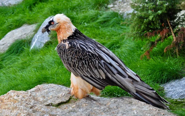HD PC desktop wallpaper featuring a detailed close-up of a vulture with black and cream feathers perched on a rock amid green grass.