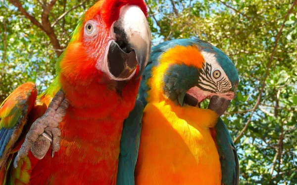 A vibrant Catalina macaw and a blue-and-yellow macaw perched together, surrounded by green foliage, showcasing their colorful feathers in this captivating HD desktop wallpaper.