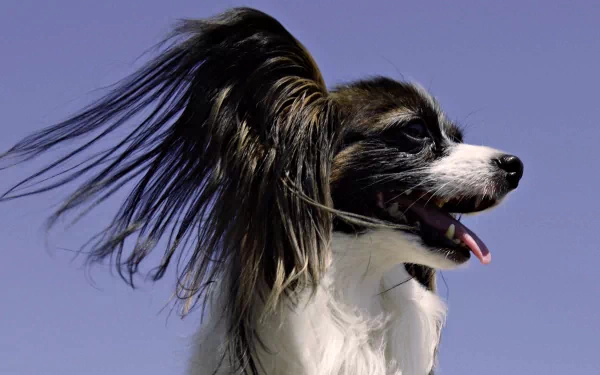 dog Animal Papillon HD Desktop Wallpaper | Background Image