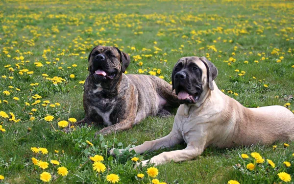 HD desktop wallpaper featuring two Bullmastiff dogs lying in a green field scattered with yellow dandelions under natural daylight.