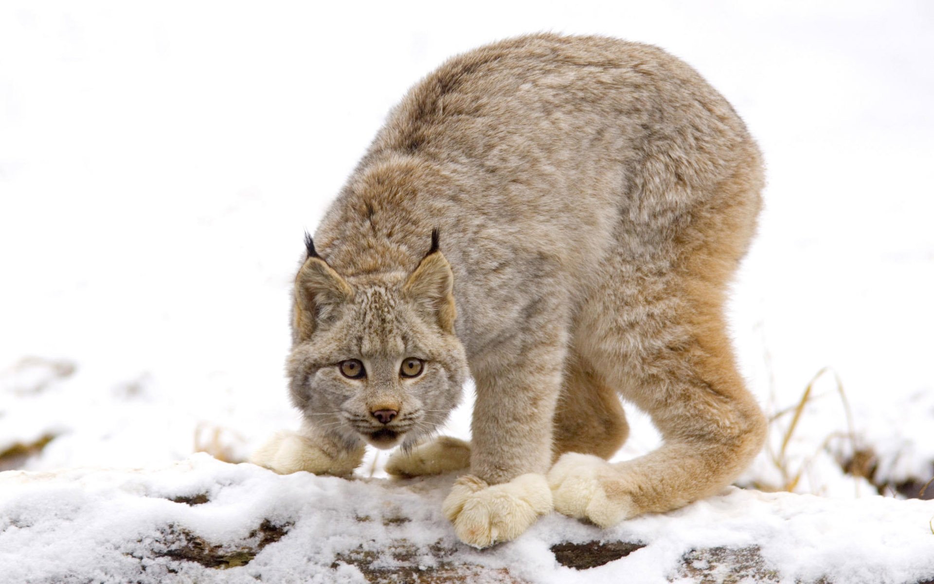 Download Animal Lynx Hd Wallpaper