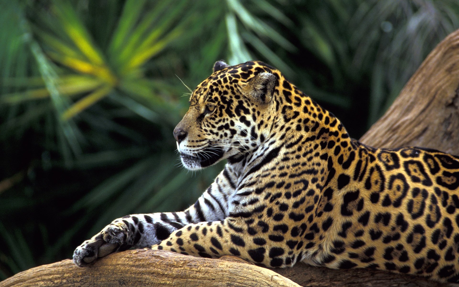 Download Animal Jaguar HD Wallpaper