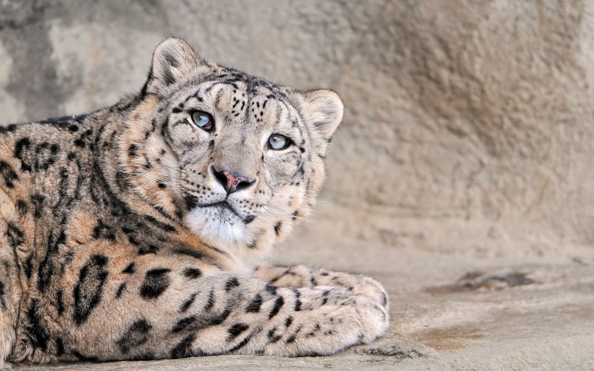 Download Animal Snow Leopard  HD Wallpaper