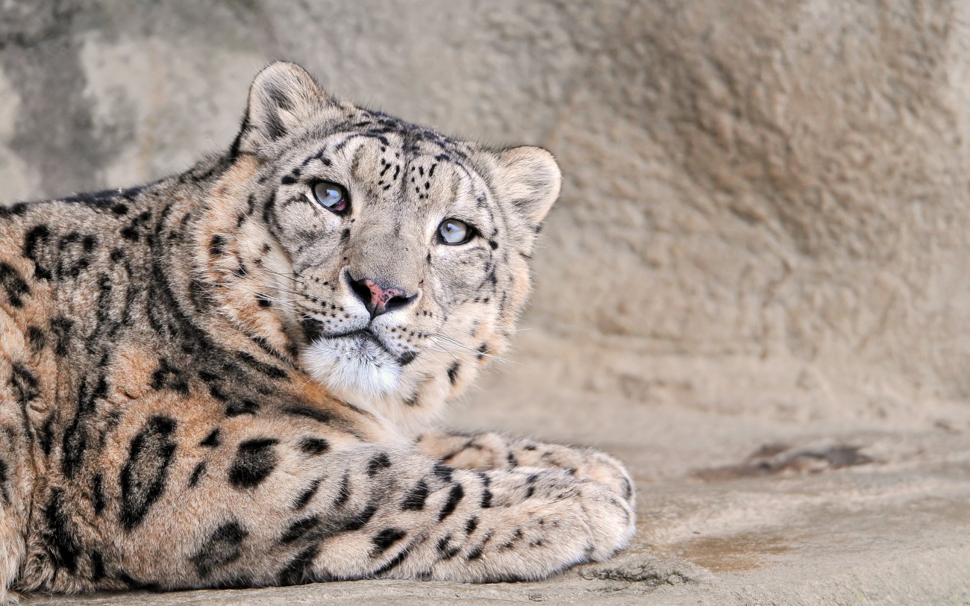 Animal Snow Leopard HD Wallpaper