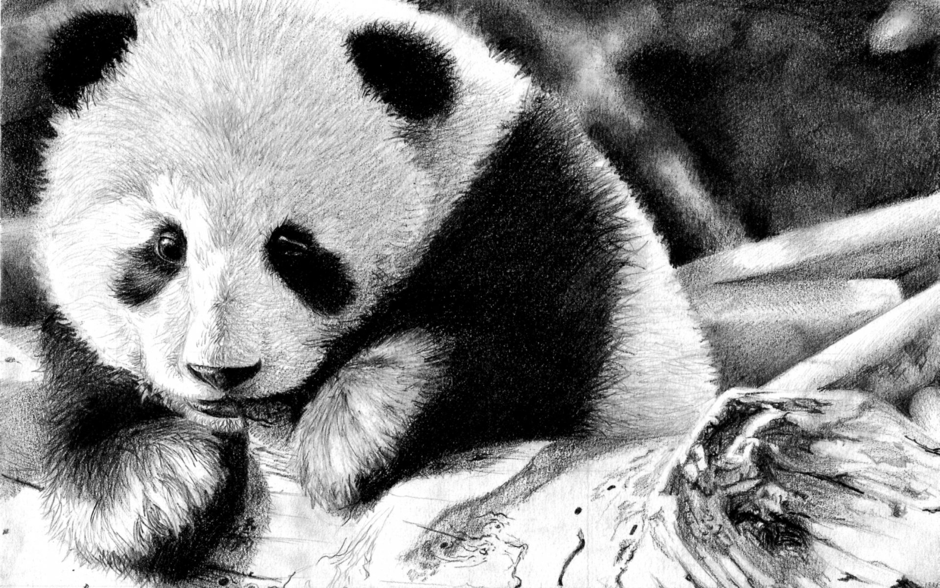 Download Animal Panda HD Wallpaper