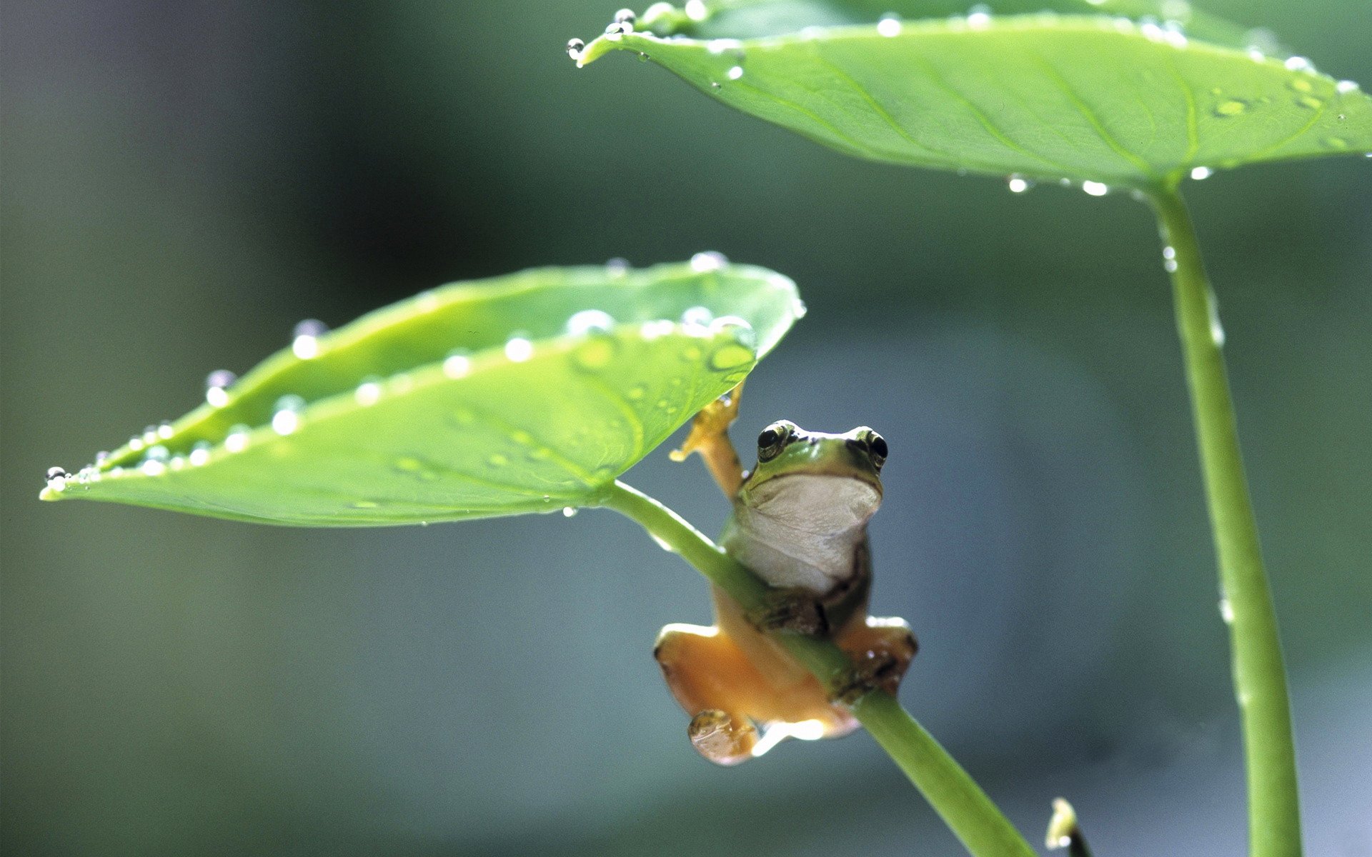 Grenouille Full HD Fond d'écran and Arrière-Plan | 1920x1200 | ID:276172