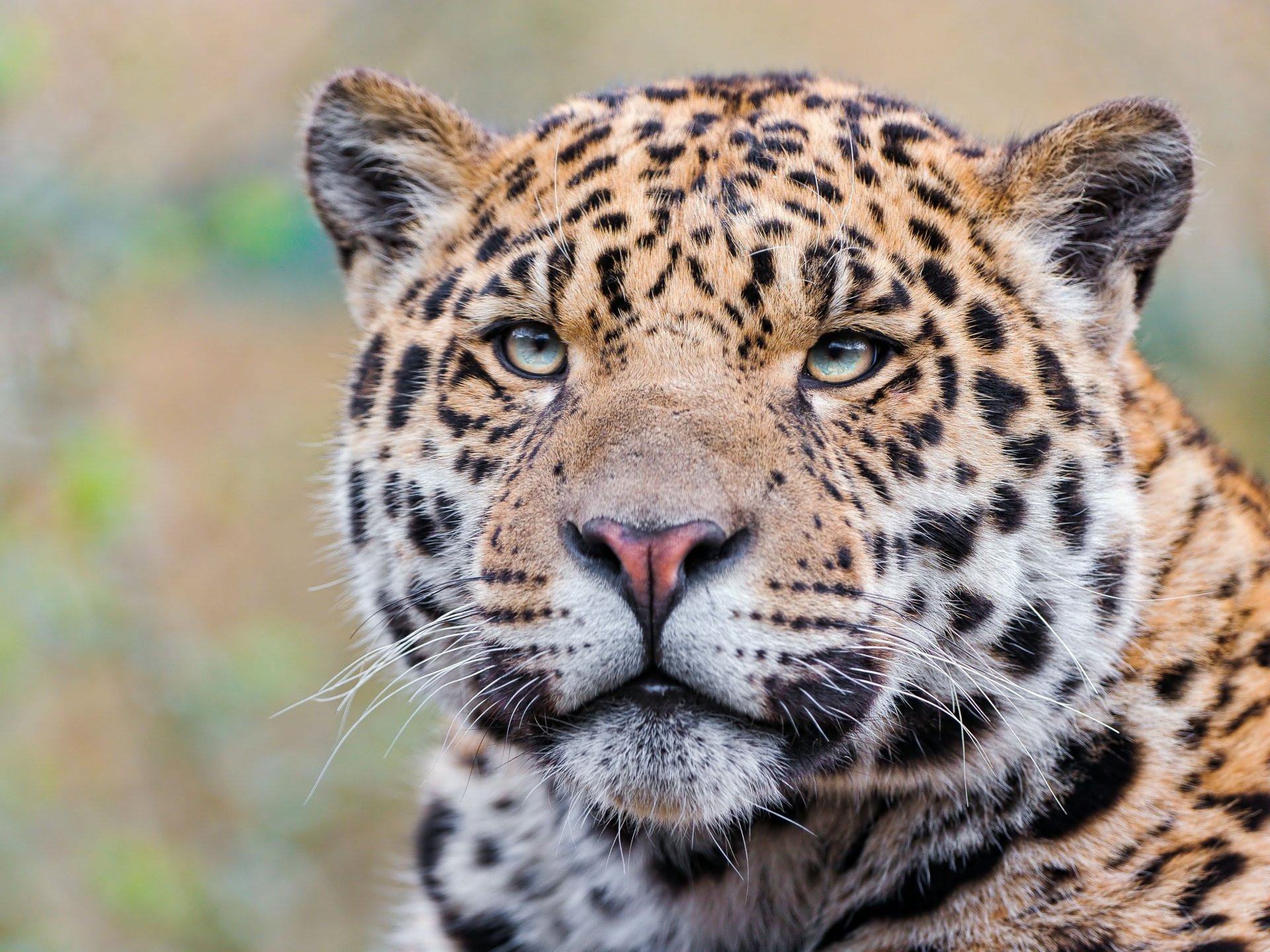 Download Animal Jaguar  HD Wallpaper