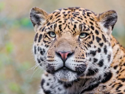 HD desktop wallpaper featuring a close-up of a jaguar's face with detailed fur patterns and piercing eyes against a blurred natural background.