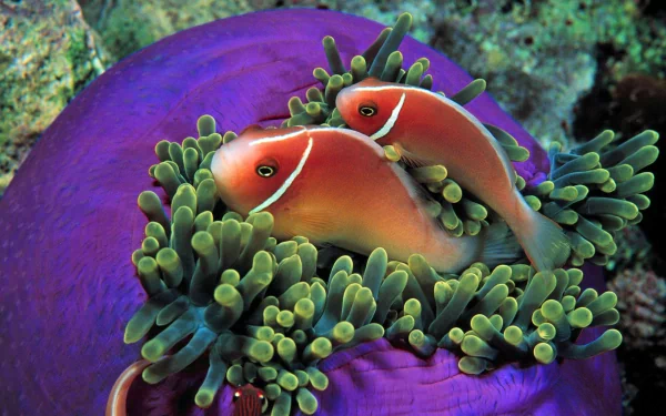 sea anemone underwater Animal fish HD Desktop Wallpaper | Background Image