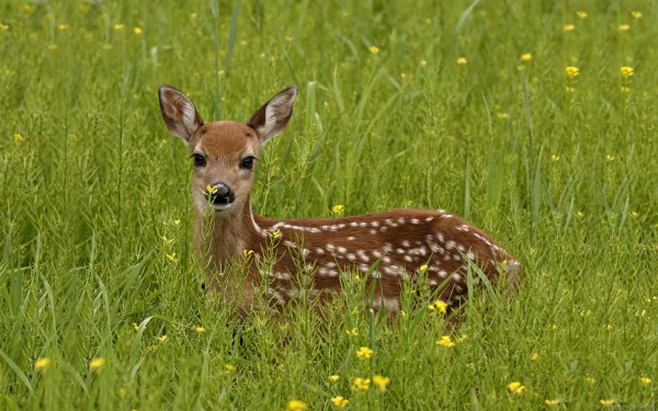 A young deer standing in a lush green meadow filled with yellow flowers, captured in high definition for a desktop wallpaper background.