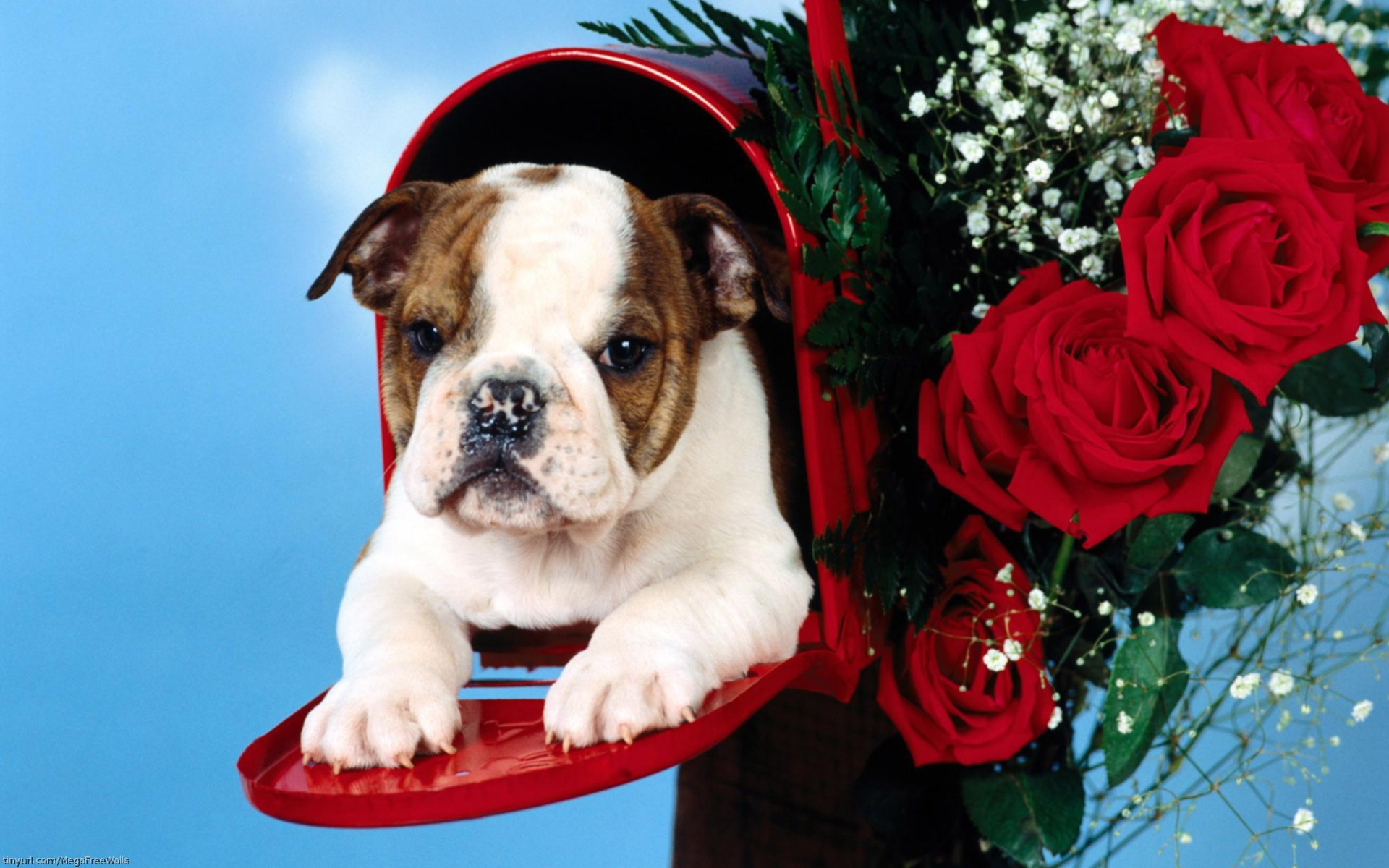 Download Rose Puppy Dog Animal Cute HD Wallpaper by Scott Ford