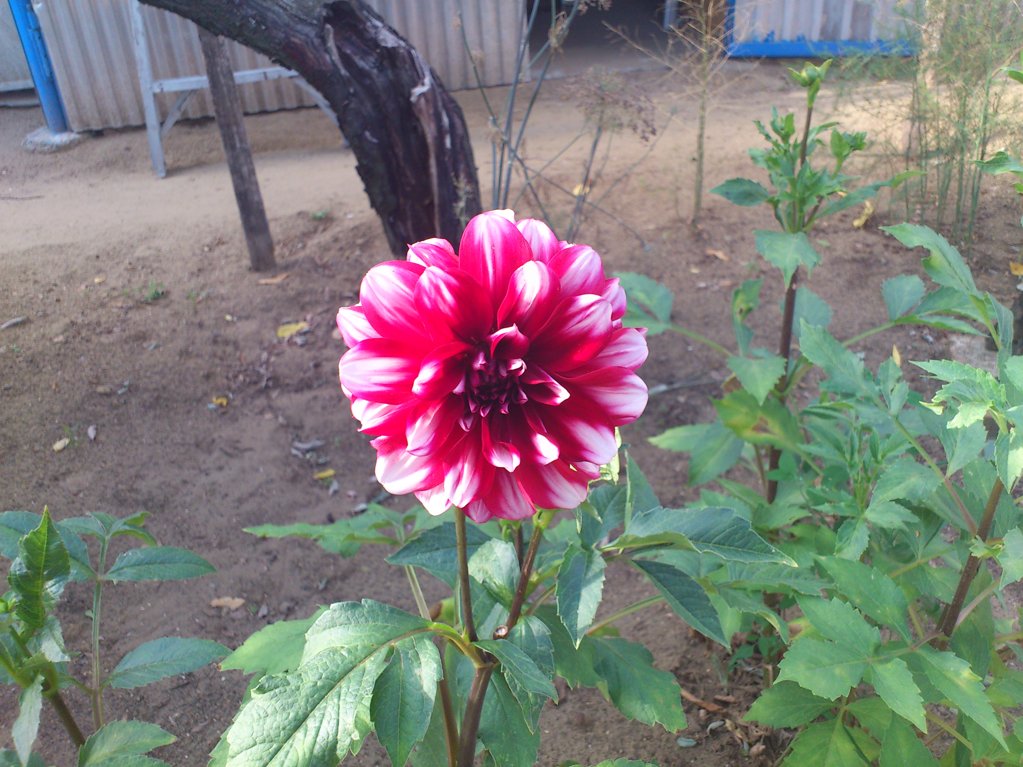 Nature Flower HD Wallpaper | Background Image