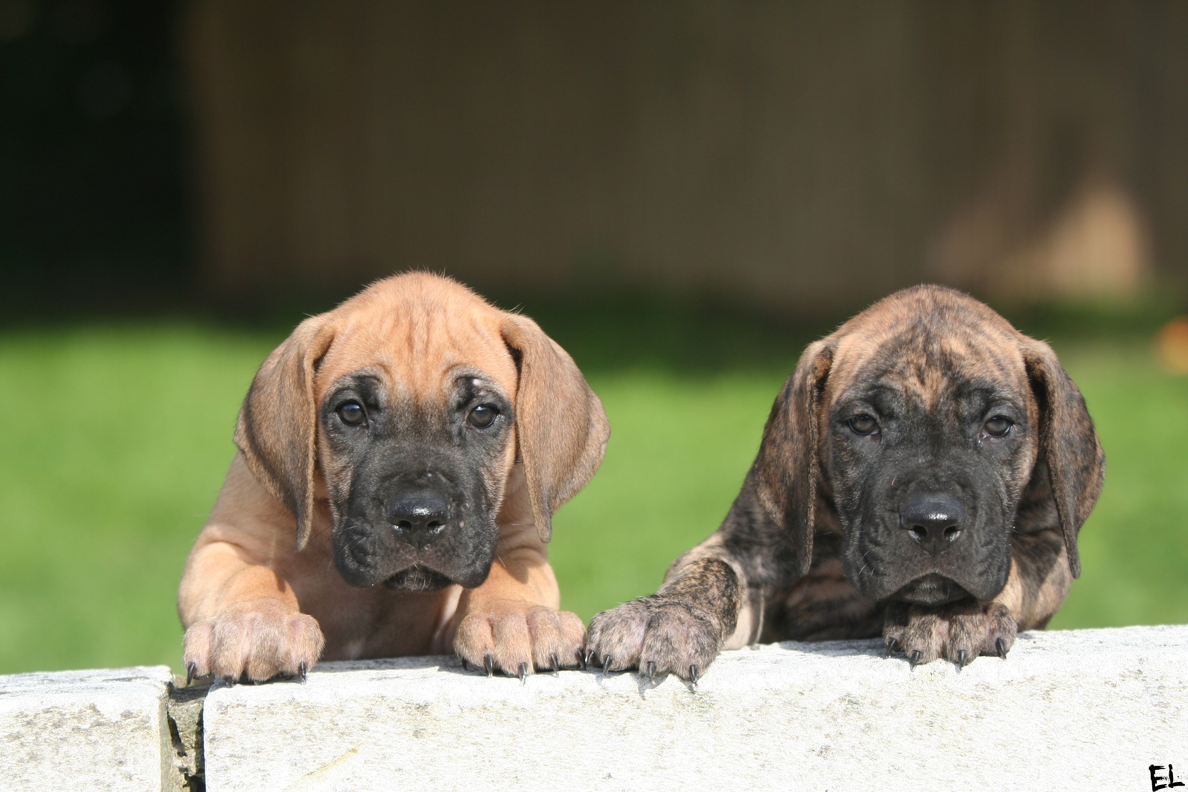 are carrots good for a bullmastiff