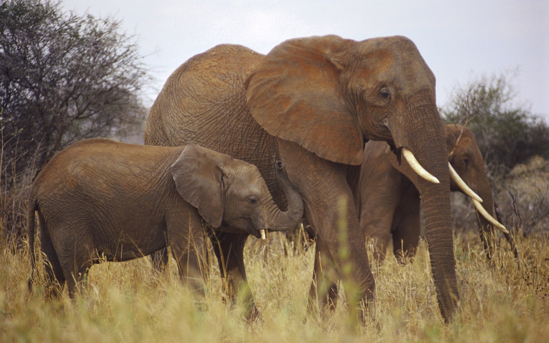 HD desktop wallpaper of a baby African bush elephant walking beside an adult elephant in the grassy savanna, capturing a peaceful moment in nature.