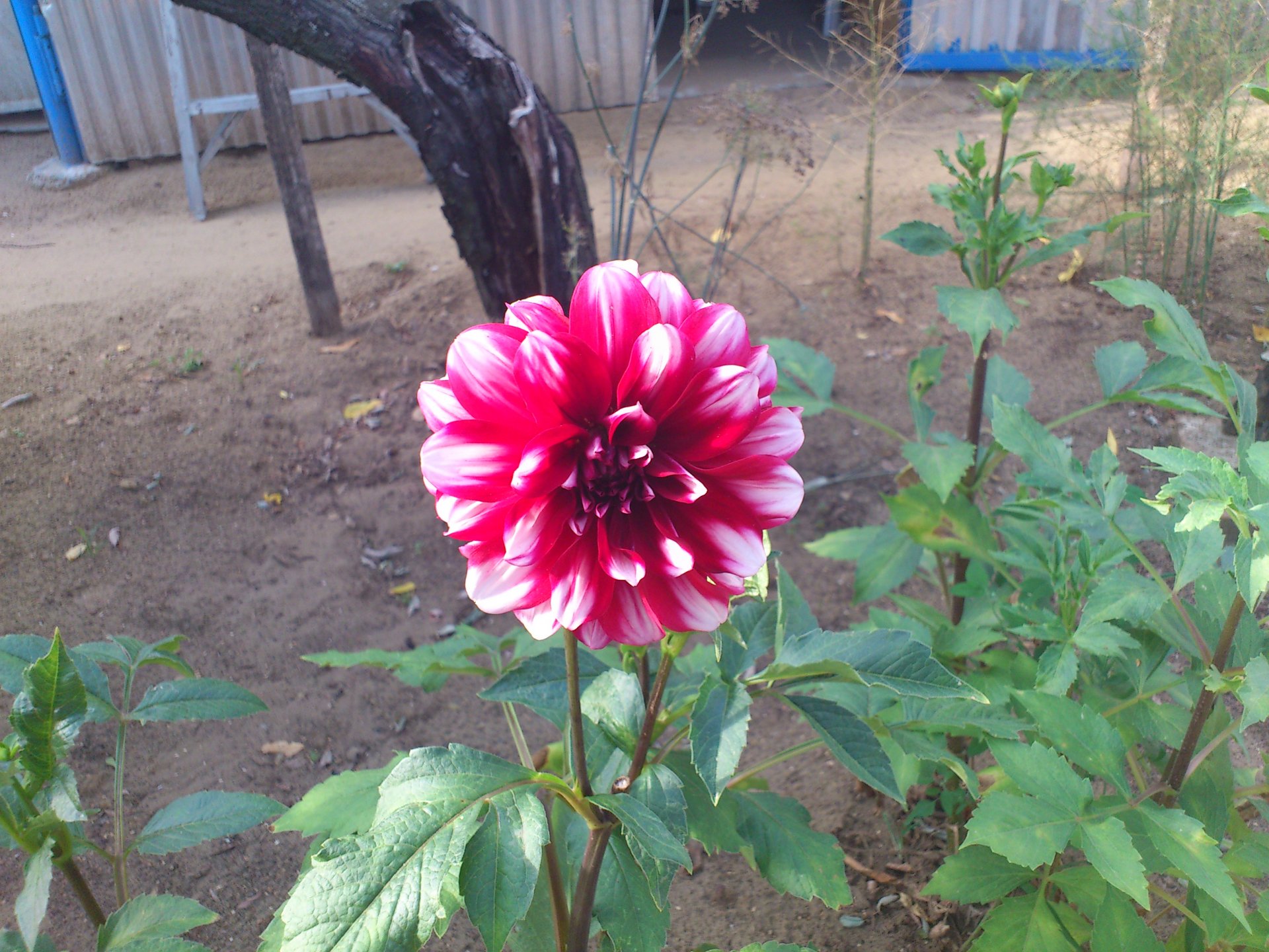 Download Dahlia Nature Flower HD Wallpaper by barthakrisz