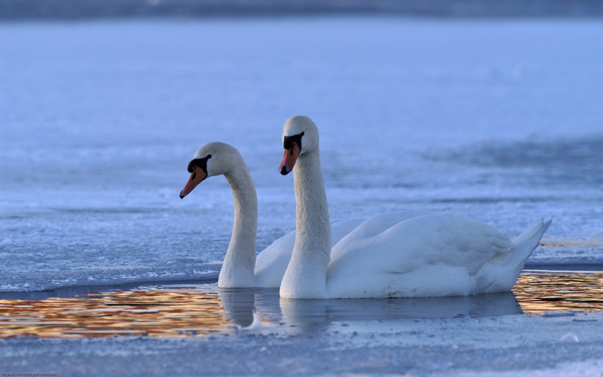 Two mute swans glide gracefully on calm blue water, creating a serene and natural HD desktop wallpaper background.