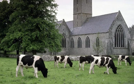 dairy cow church Animal cow HD Desktop Wallpaper | Background Image