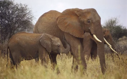 HD desktop wallpaper of a baby African bush elephant walking beside an adult elephant in the grassy savanna, capturing a peaceful moment in nature.