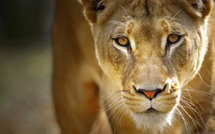 Close-up of a lioness with piercing eyes, showcasing her majestic features. This HD image serves as a striking desktop wallpaper, highlighting the beauty of wildlife.