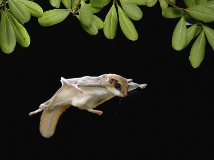 HD desktop wallpaper featuring a sugar glider, a small marsupial possum, gliding gracefully against a black background with green leaves above.