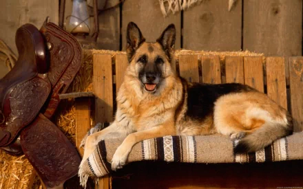 HD desktop wallpaper of a German Shepherd resting on a cushioned bench with a rustic wooden backdrop and saddle in the foreground.