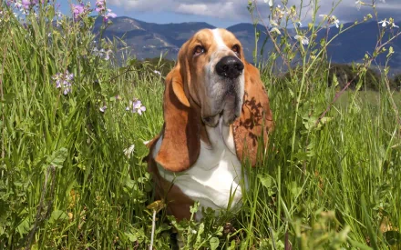 A basset hound sits among blooming wildflowers in a lush green field, framed by distant mountains. This HD image captures the charm of this beloved breed.
