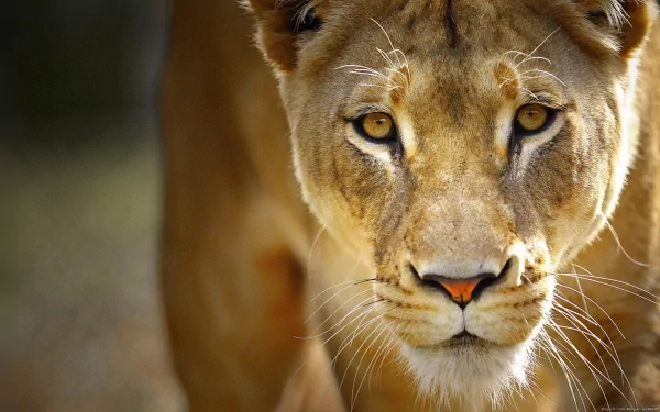 Close-up of a lioness with piercing eyes, showcasing her majestic features. This HD image serves as a striking desktop wallpaper, highlighting the beauty of wildlife.