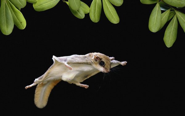 Animal Sugar Glider Possum Marsupial HD Wallpaper | Background Image