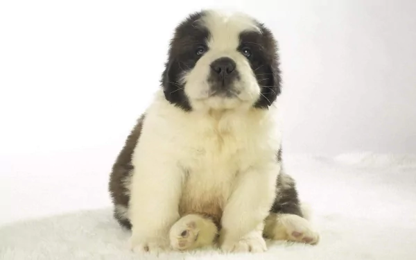 HD desktop wallpaper of a cute St. Bernard puppy sitting on a soft white surface, showcasing its fluffy fur and gentle expression.