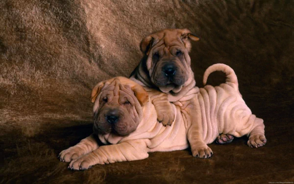 HD desktop wallpaper featuring two adorable Shar Pei puppies resting together, showcasing their distinctive wrinkled skin and charming expressions.