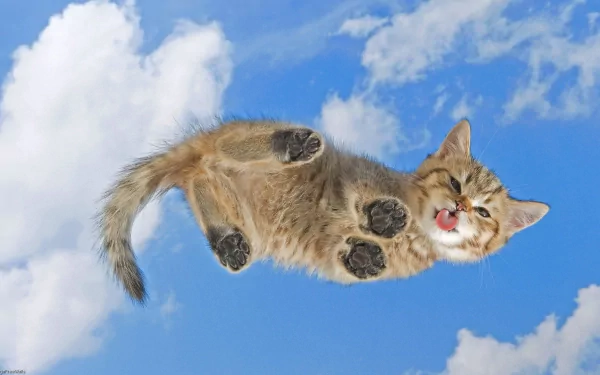 HD PC desktop wallpaper featuring a cute kitten playfully floating against a bright blue sky with fluffy white clouds.