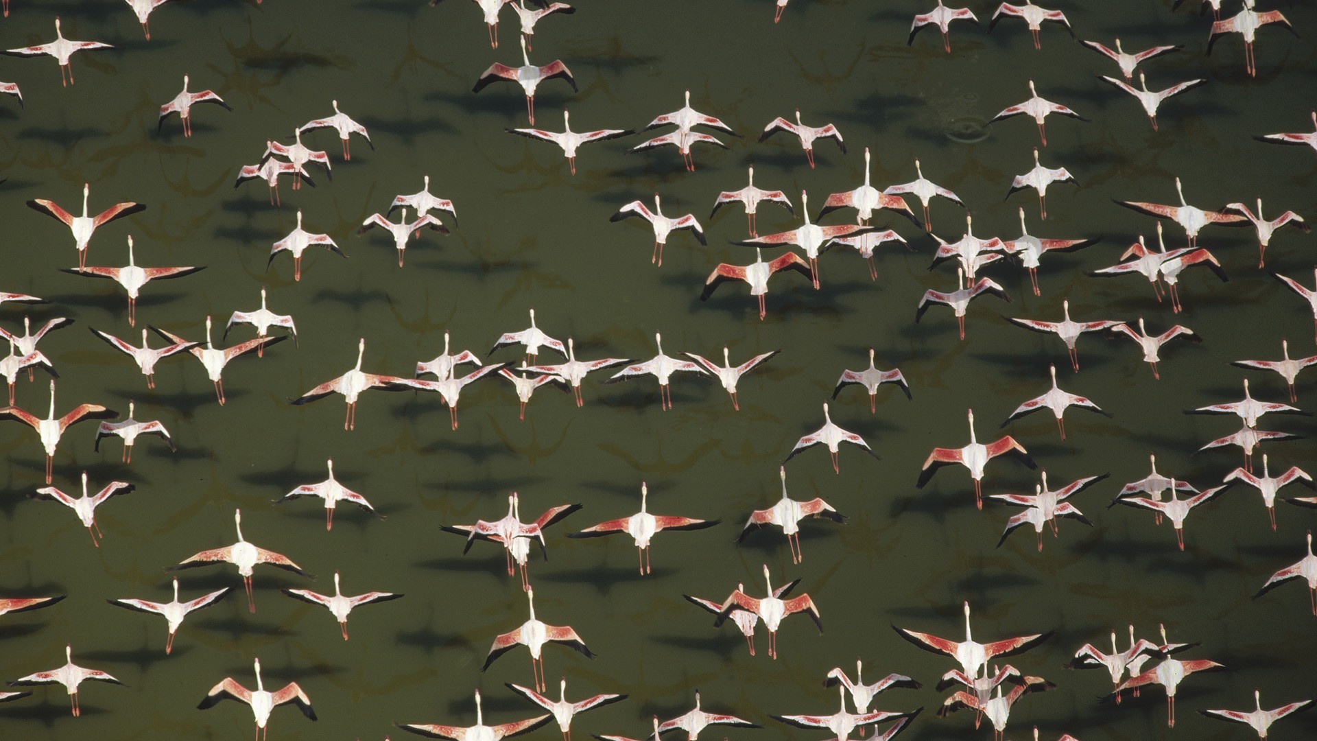 Aerial view of a flock of Lesser Flamingo, Kenya by Scott Ford