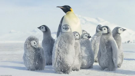 Emperor penguin adult standing among a group of fluffy chicks on icy snow, captured in a high-definition PC desktop wallpaper featuring these striking birds.