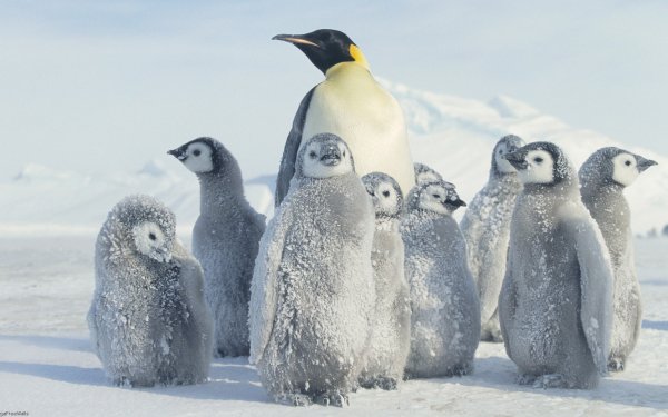 Animal Emperor Penguin Birds Penguins Bird Penguin HD Wallpaper | Background Image