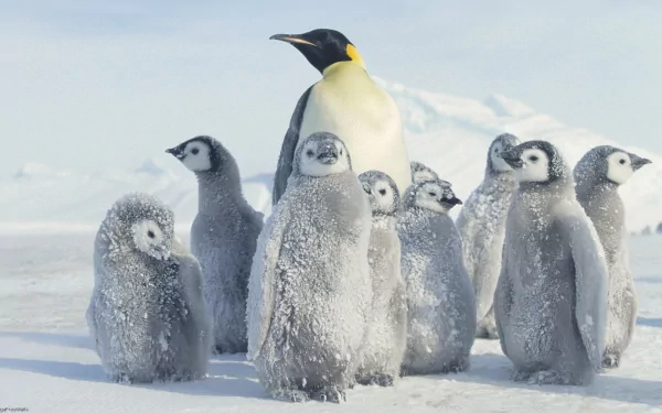 penguin bird Animal emperor penguin HD Desktop Wallpaper | Background Image