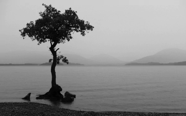 A solitary tree stands by a tranquil lake, shrouded in mist and captured in striking black and white, offering a serene moment in nature for an HD desktop wallpaper.