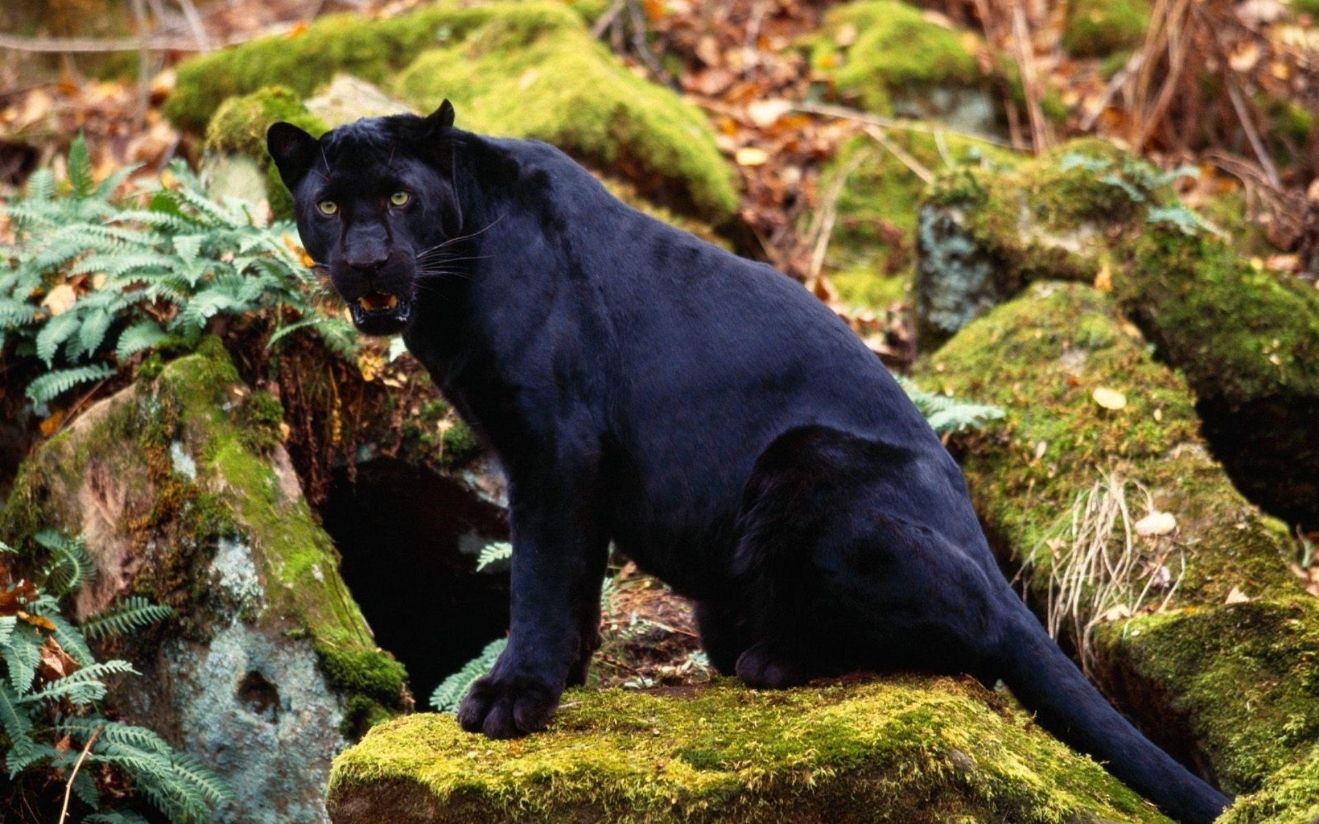 Download Animal Black Panther HD Wallpaper