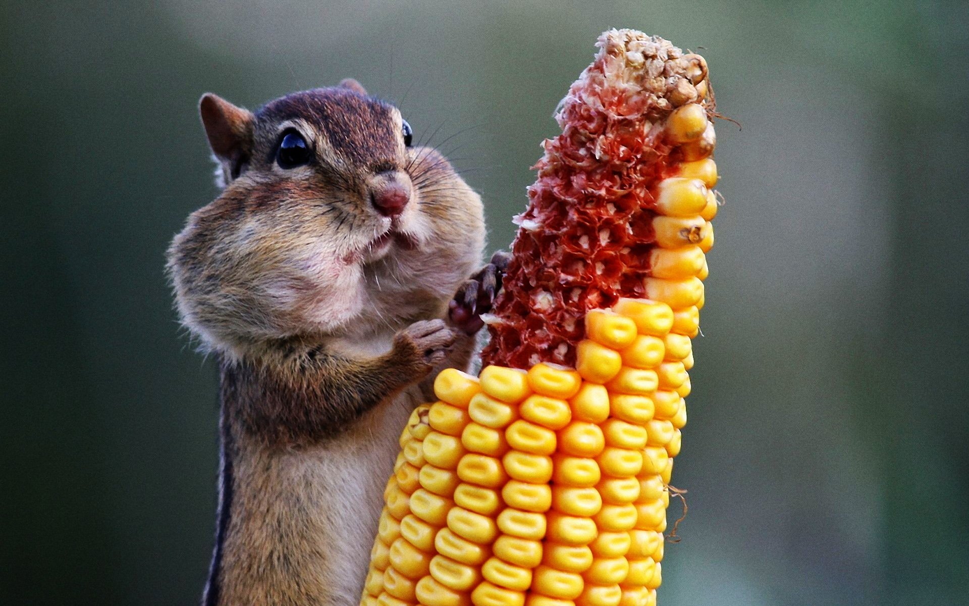 A charming chipmunk with full cheeks enjoys nibbling on a corn cob, captured in stunning detail, making it a lively HD desktop wallpaper and background.