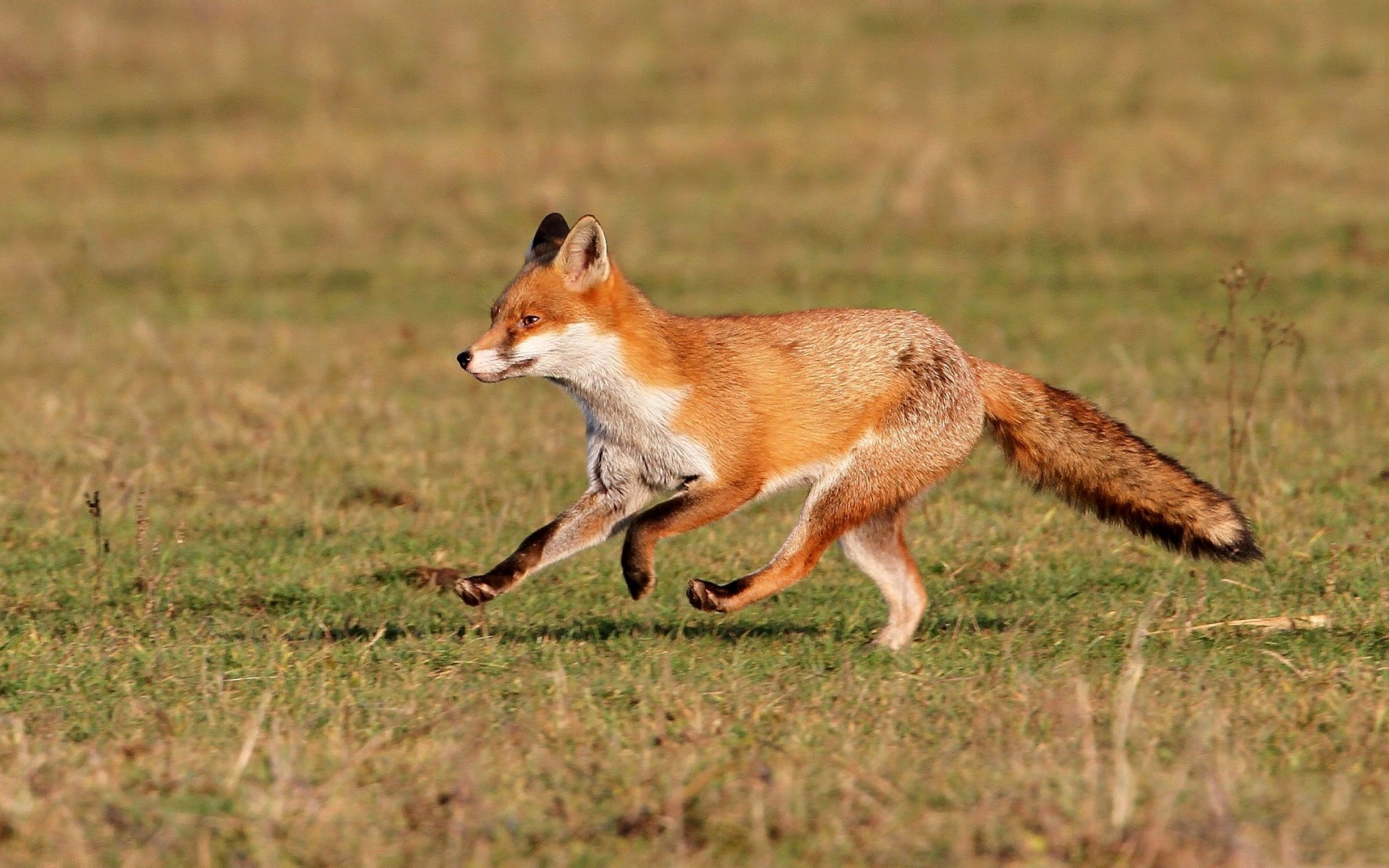 HD PC desktop wallpaper featuring a red fox running across a grassy field, captured mid-stride with a bushy tail and alert ears.