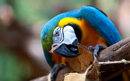 Animal Blue-and-yellow Macaw HD Desktop Wallpaper | Background Image
