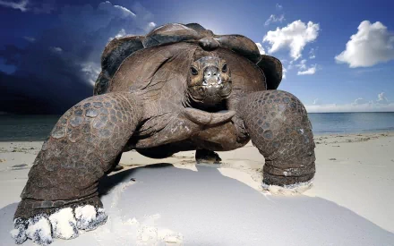 Animal tortoise HD Desktop Wallpaper | Background Image