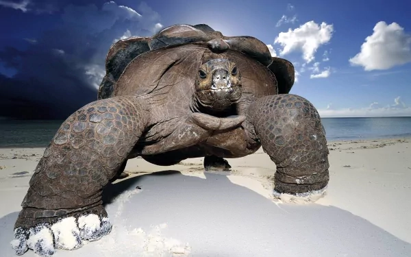 HD PC desktop wallpaper featuring a close-up of a large tortoise walking on a sandy beach under a partly cloudy sky.