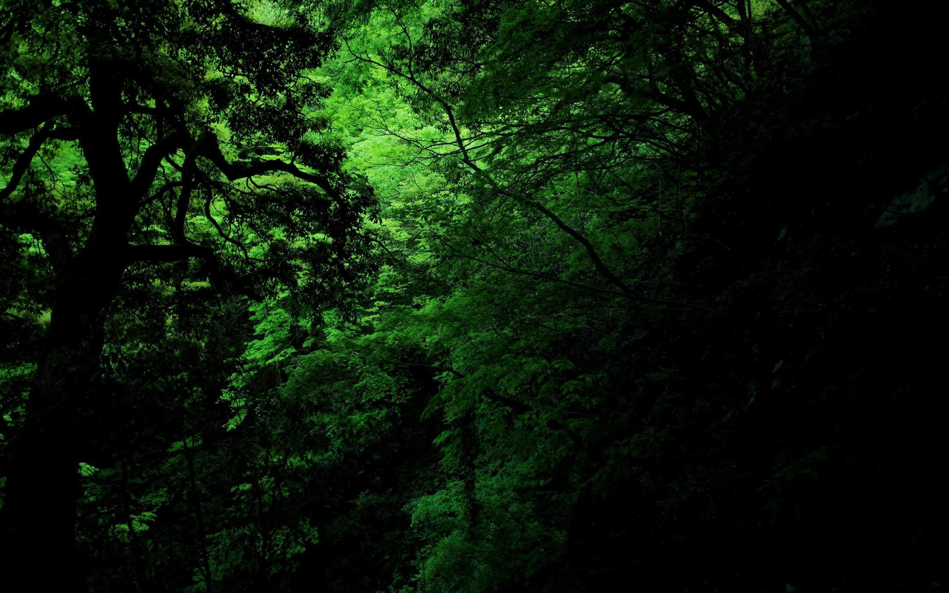 dark green forest hd