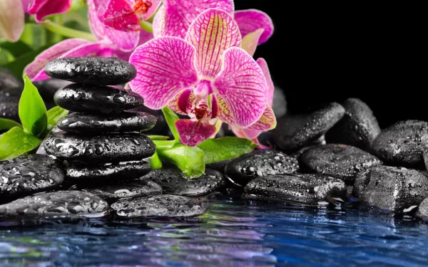 Zen Orchid Still Life - HD Wallpaper