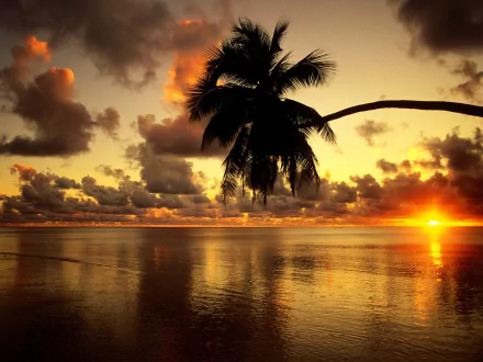 HD tropical sunset photography showing a vibrant orange sky with silhouetted palm trees over calm ocean waters, designed as a desktop wallpaper background.