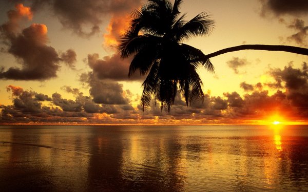 148 Tropical HD Wallpapers | Background Images - Wallpaper Abyss