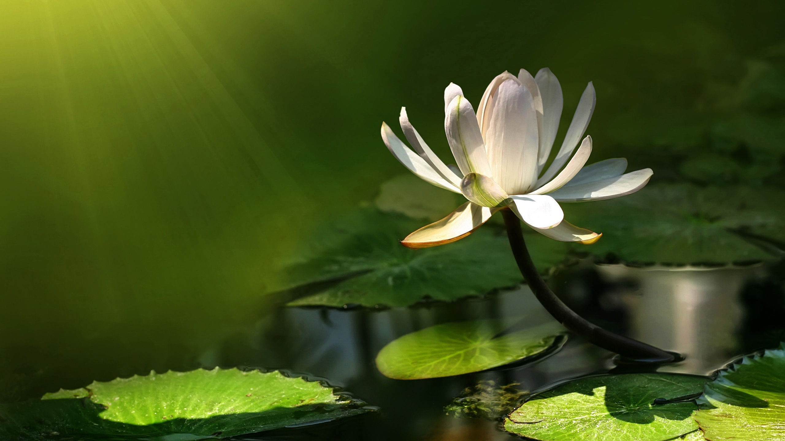 Nature Water Lily HD Wallpaper | Background Image