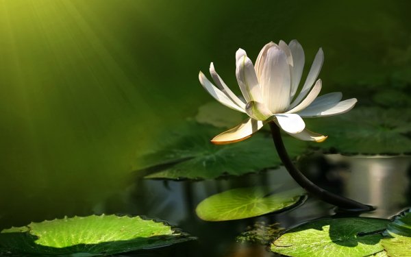 Earth Water Lily Flowers Flower HD Wallpaper | Background Image