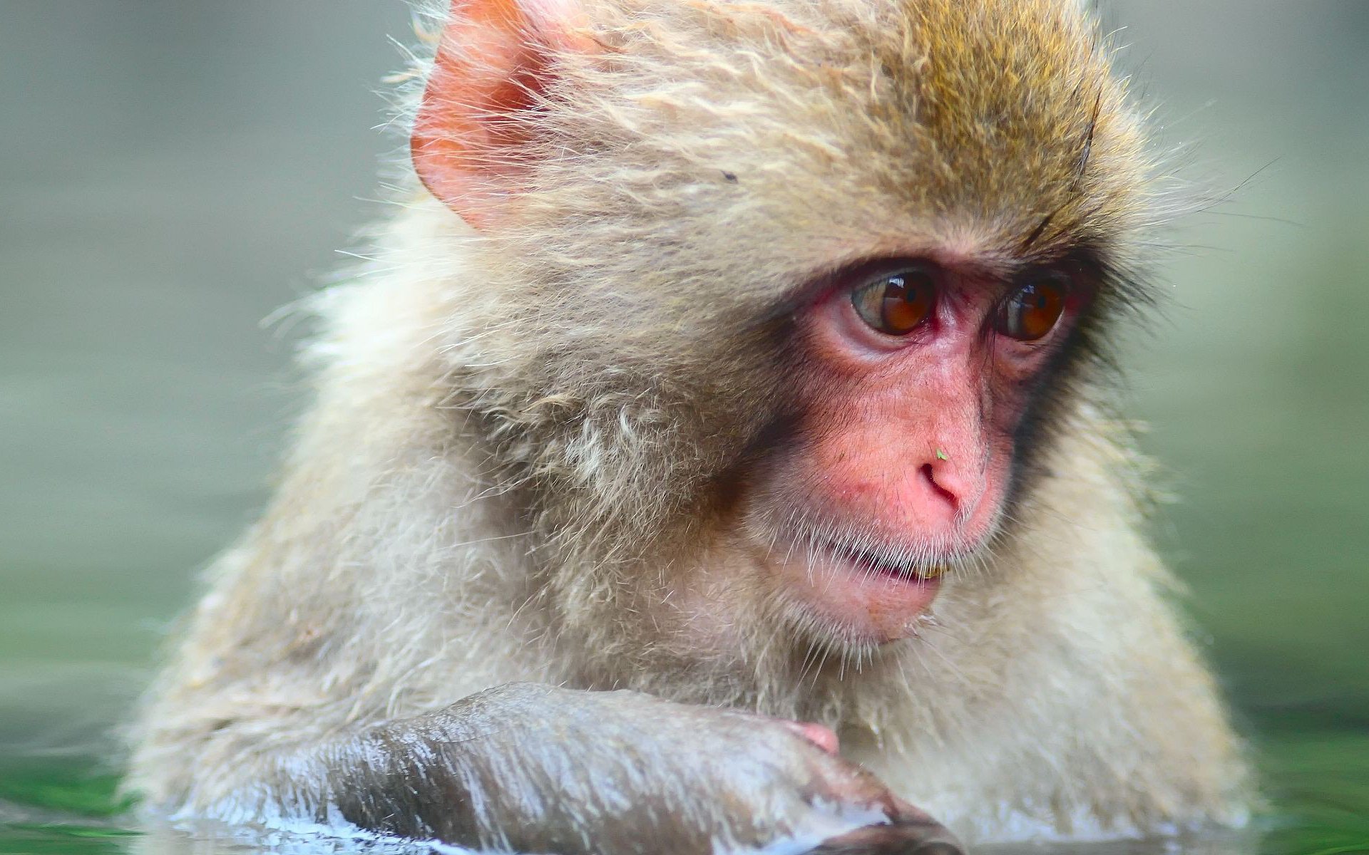 Download Monkey Animal Japanese Macaque Snow Monkey HD Wallpaper